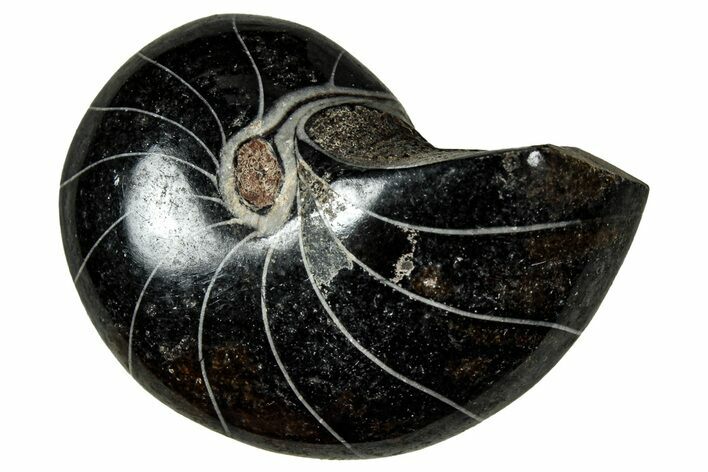 Polished Fossil Nautilus (Cymatoceras) - Unusual Black Color! #329204